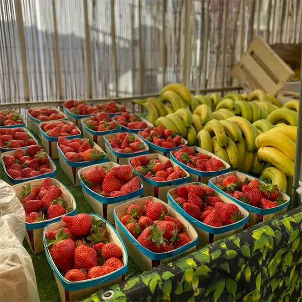 Fraises de saison