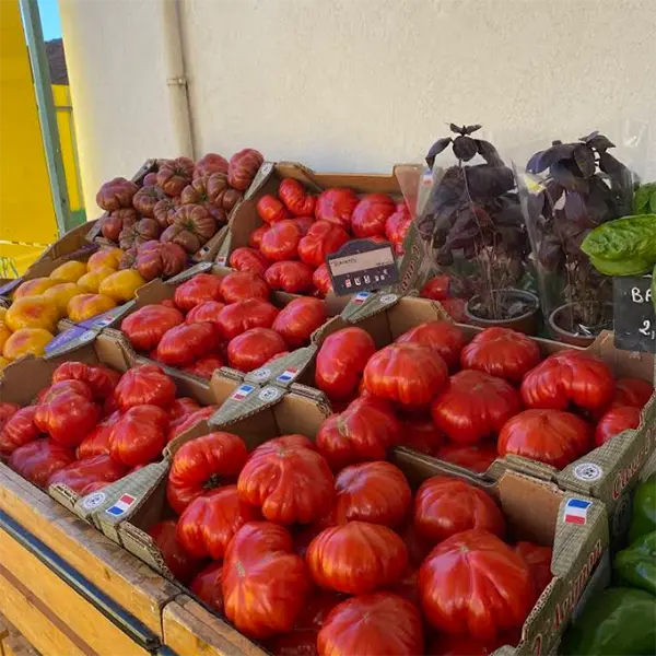 Tomates fraîches